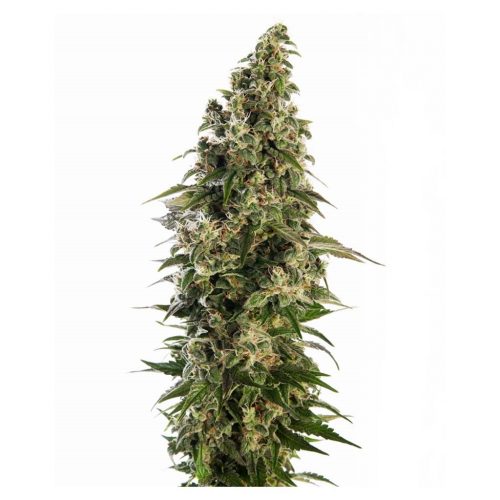 Sensi Seeds Afghani #1 Auto