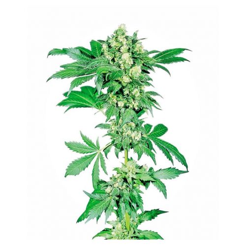 Sensi Seeds Afghani #1 Fem.
