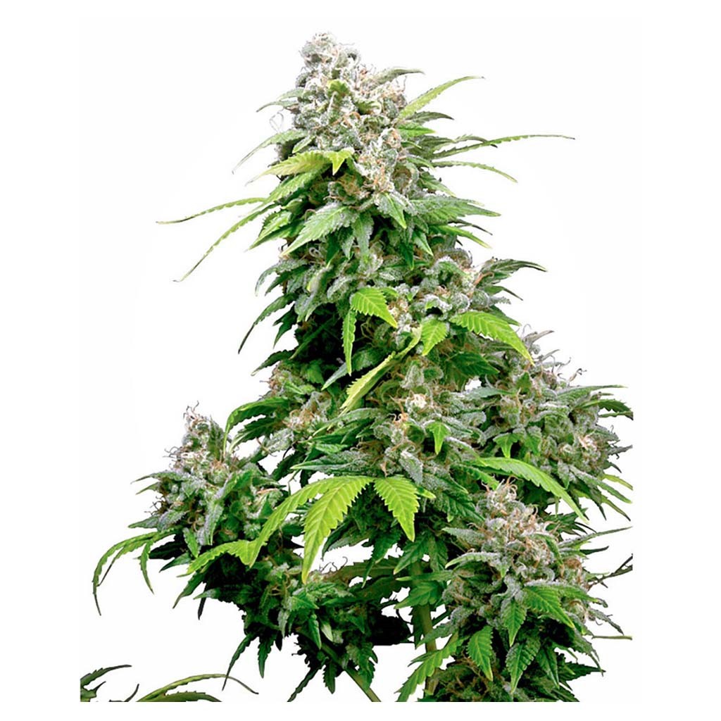 Sensi Seeds California Indica Fem.