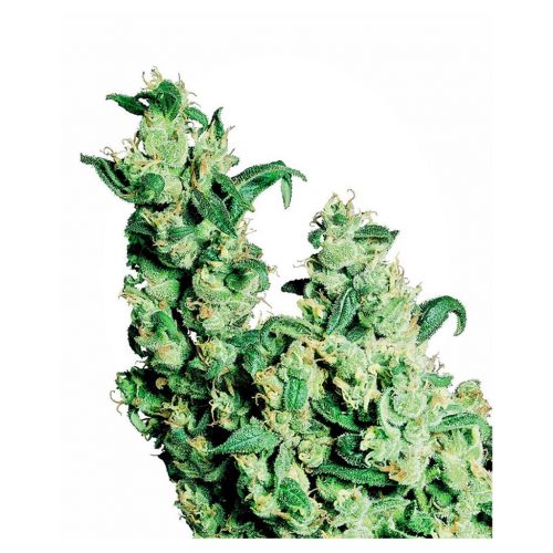 Sensi Seeds Jack Herer Fem.