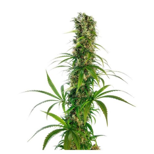 Sensi Seeds Michka Fem.