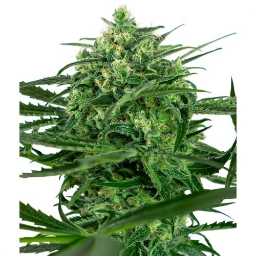 Sensi Seeds Sensi Amnesia Fem
