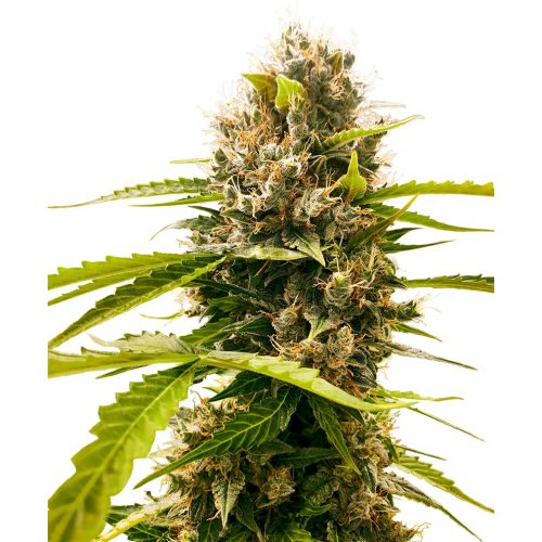 Sensi Seeds Mandarin Punch Fem