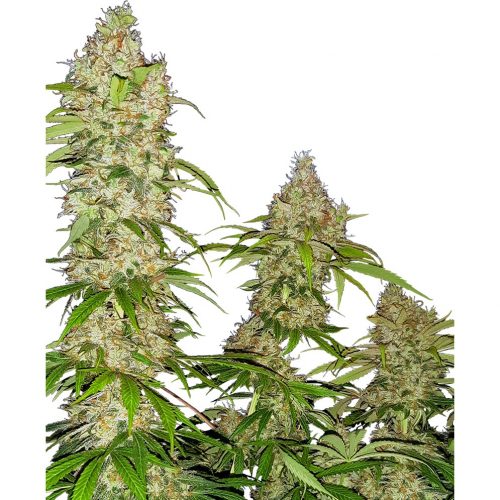 Sensi Seeds Ba Kush Cake Fem