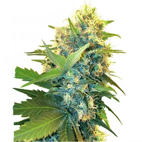 Sensi Seeds Double Kush Cake Fem