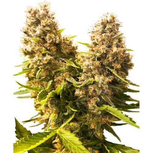 Sensi Seeds Ba Kush Cake Auto