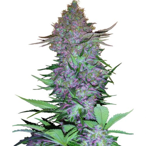 Sensi Seeds Purple Skunk Auto