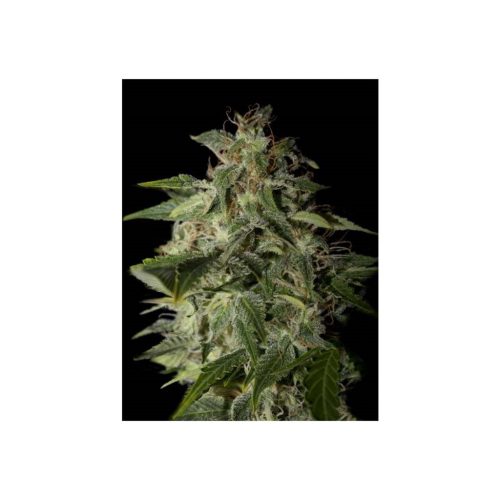 Strain Hunters Afgooey Fem