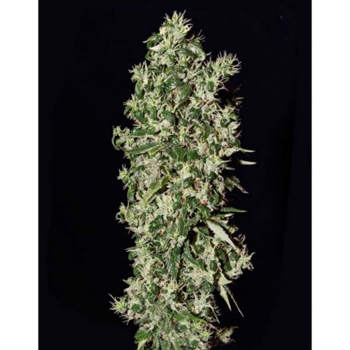 Strain Hunters Big Tooth Fem