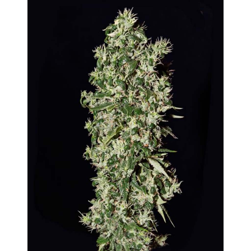 Strain Hunters Big Tooth Fem