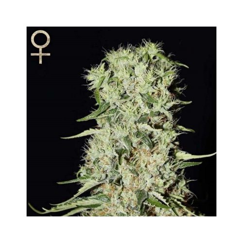 Strain Hunters Damnesia Fem