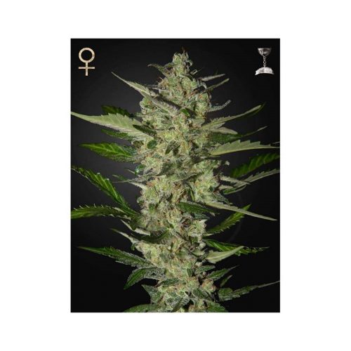 Strain Hunters Flowerbomb Kush Fem