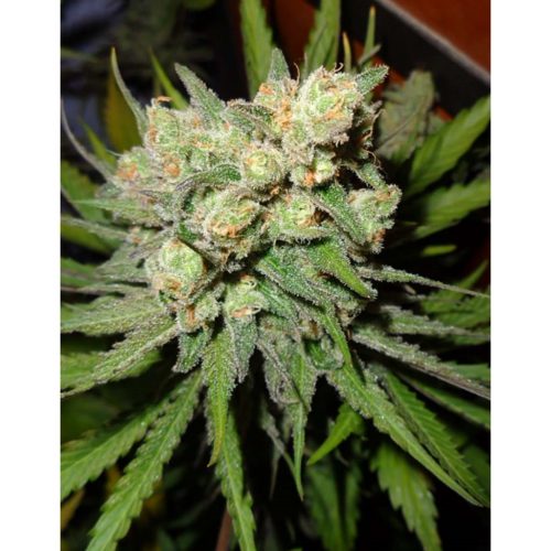 Strain Hunters Money Maker Fem