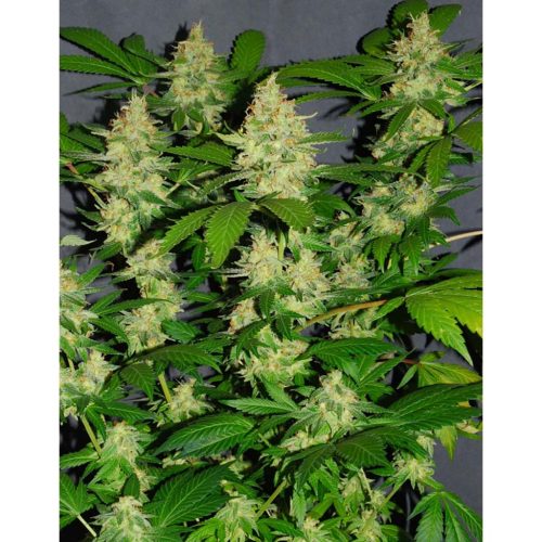 Strain Hunters White Lemon fem