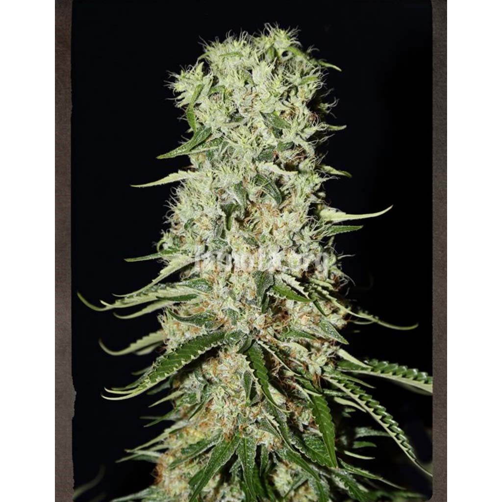 Strain Hunters Damnesia Auto