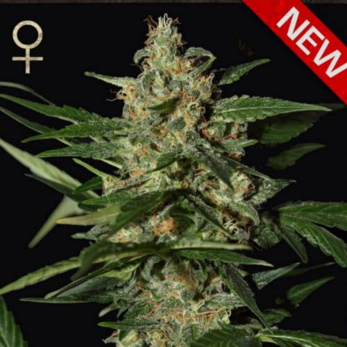 Strain Hunters Skunk Auto