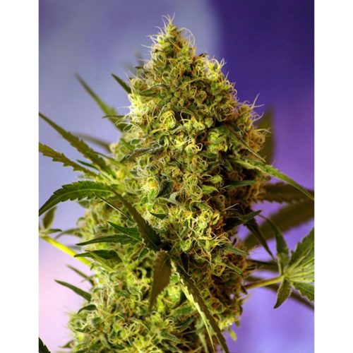 Sweet Seeds Auto Big Devil 2