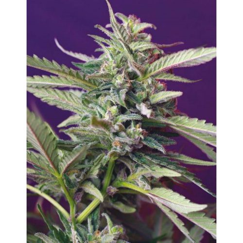 Sweet Seeds Auto S.A.D