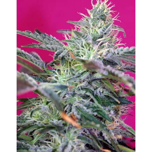 Sweet Seeds Auto Sweet Cheese