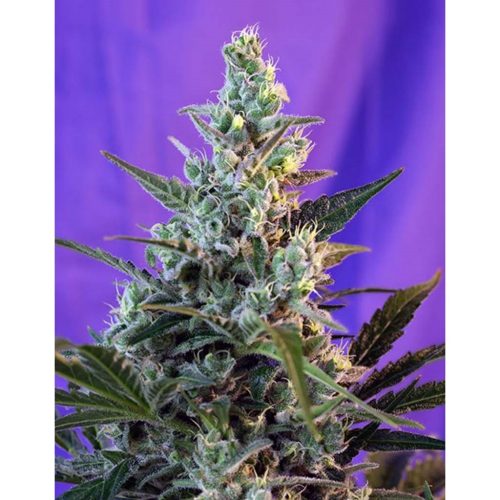 Sweet Seeds Auto Sweet Skunk