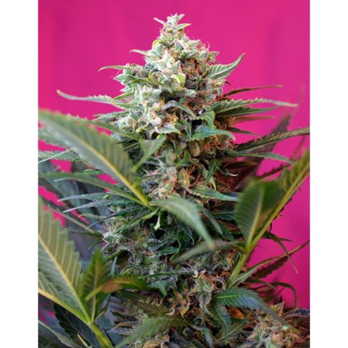 Sweet Seeds Auto Big Devil XL