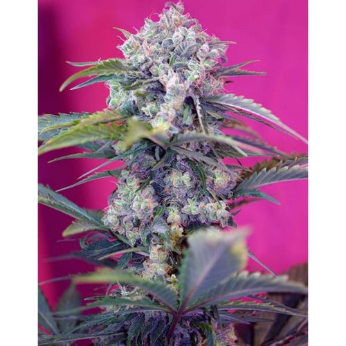Sweet Seeds Auto Cream Mandarine