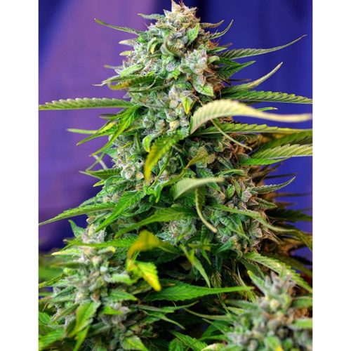 Sweet Seeds Auto Jack 47
