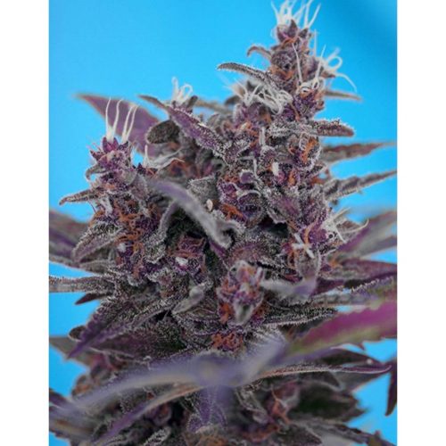 Sweet Seeds Auto Black Cream