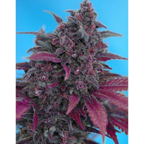 Sweet Seeds Auto Dark Devil