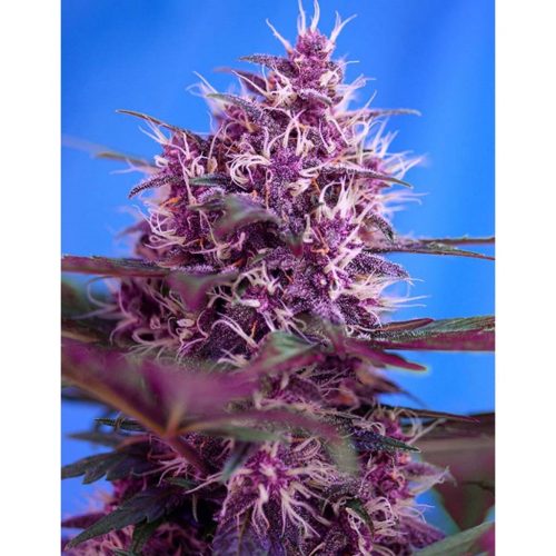 Sweet Seeds Auto Red Poison