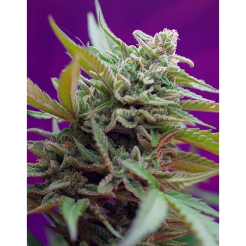 Sweet Seeds Auto Black Jack