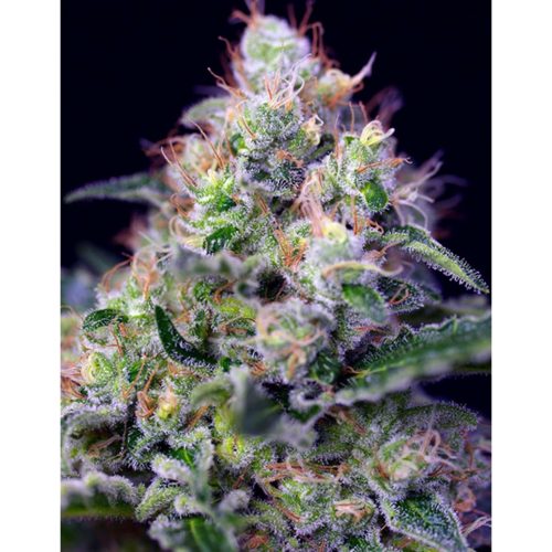 Sweet Seeds Cream Caramel Fast Version Fem