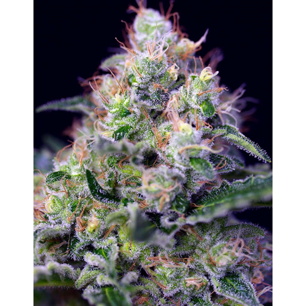 Sweet Seeds Cream Caramel Fast Version Fem