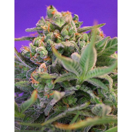 Sweet Seeds Sweet Cheese Fast Version Fem