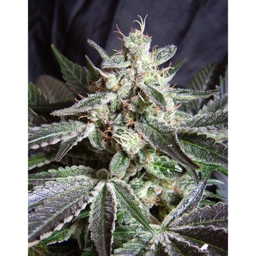 Sweet Seeds Black Jack Fast Version Fem
