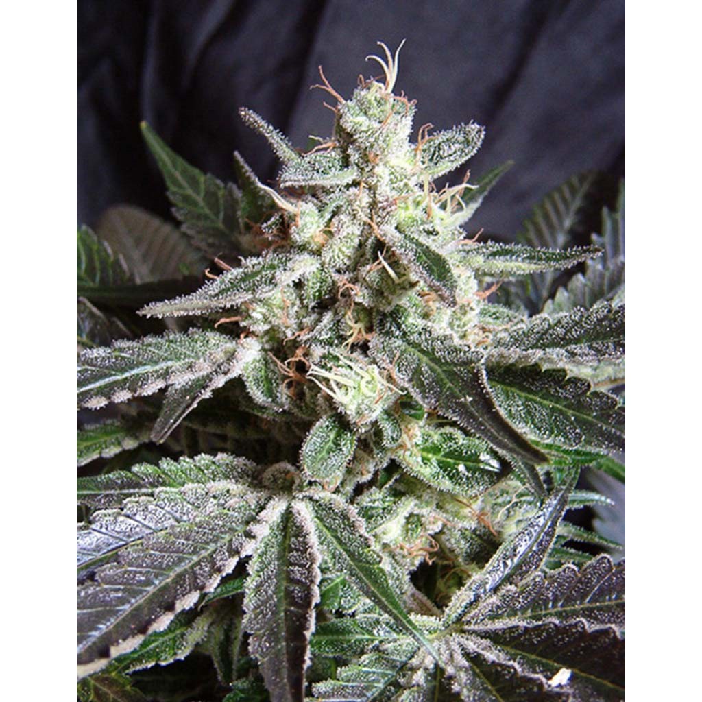 Sweet Seeds Black Jack Fast Version Fem