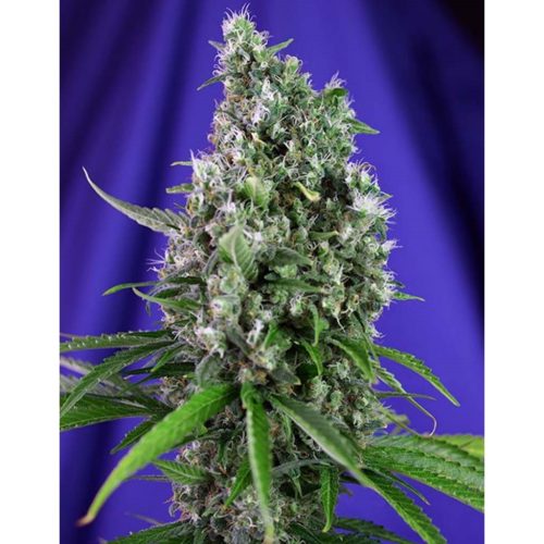 Sweet Seeds Auto Sweet Trainwreck