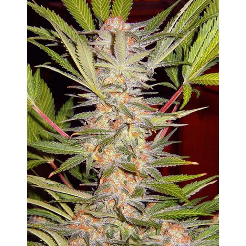Sweet Seeds S.A.D Fast Version Fem