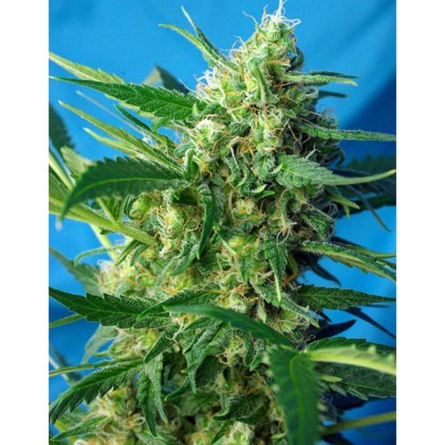 Sweet Seeds Auto Ice Cool