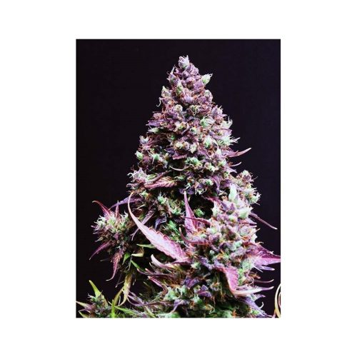 Sweet Seeds Auto Cream Caramel
