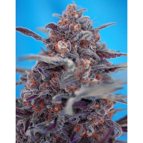 Sweet Seeds Auto Devil Cream