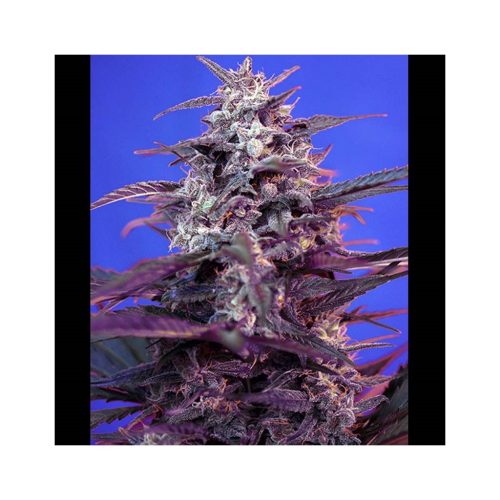 Sweet Seeds Auto Bloody Skunk