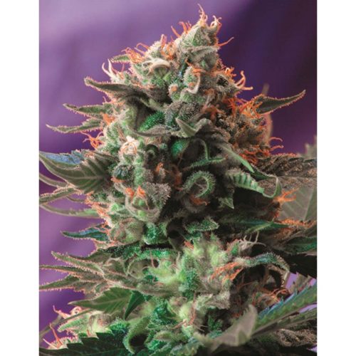 Sweet Seeds Jack 47 Fast Version Fem