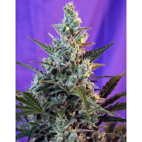 Sweet Seeds Sweet Skunk Fast VersionFem