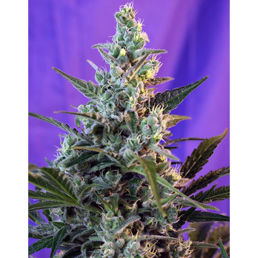 Sweet Seeds Sweet Skunk Fast VersionFem