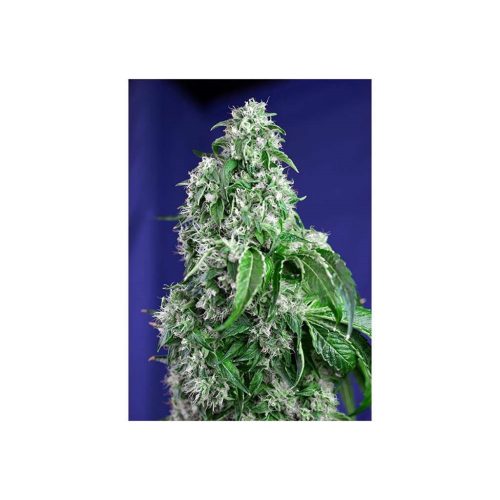 Sweet Seeds Big Devil Fast Version Fem