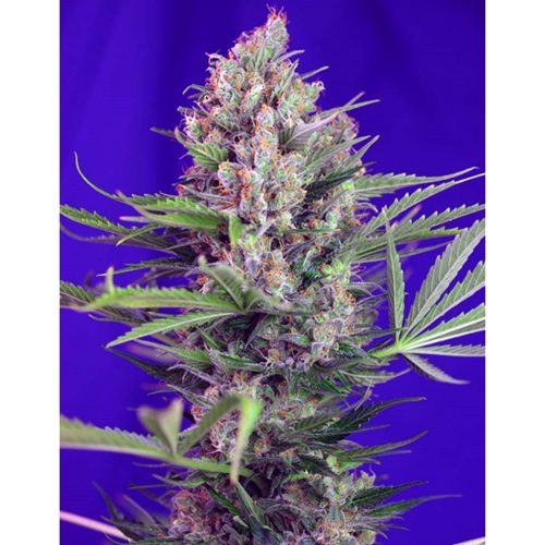 Sweet Seeds Cream Mandarine Fast Version Fem