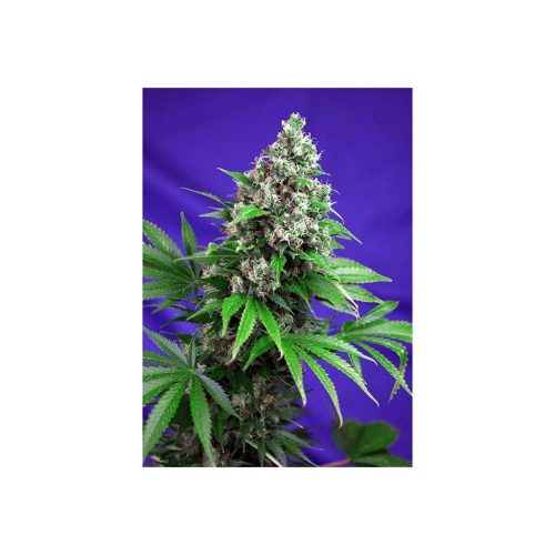 Sweet Seeds Killer Kush Fast Version Fem