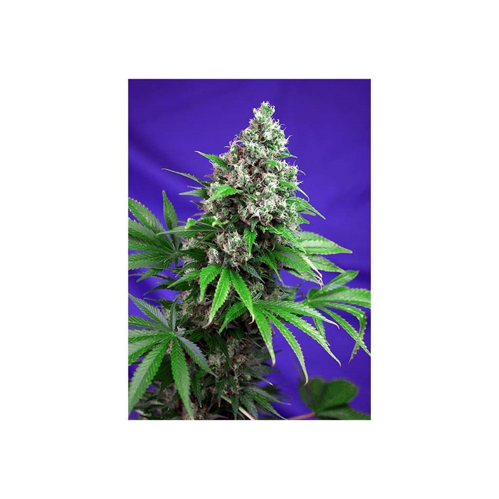Sweet Seeds Killer Kush Fast Version Fem
