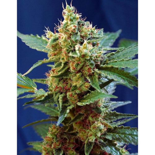 Sweet Seeds Auto Cream Mandarine XL
